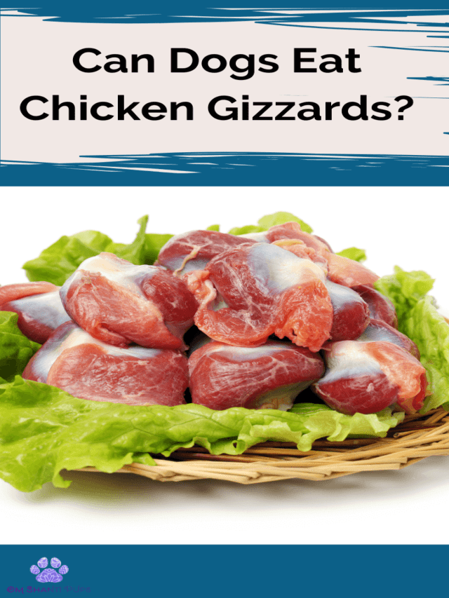 Can Dogs Eat Raw Chicken Gizzards, Livers, and Hearts?