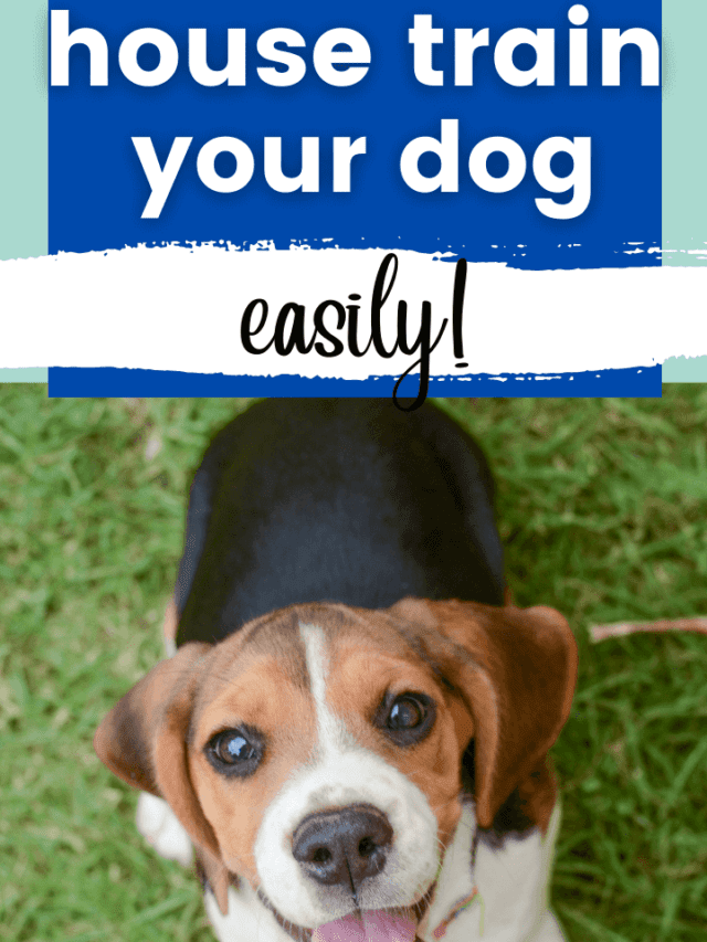 Total Guide on How To House Train Your Dog – Easily!
