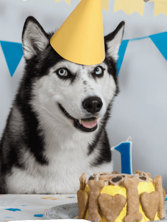 SUPER FUN Ways to Celebrate Your Dog’s Birthday!