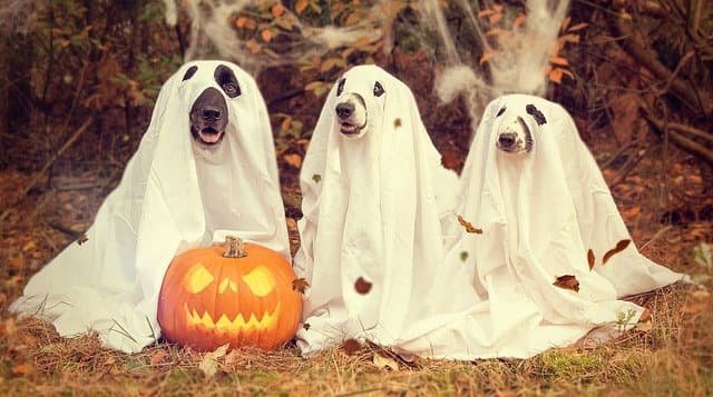 halloween 2870607 640 1 Por qué la calabaza es tan buena para los perros