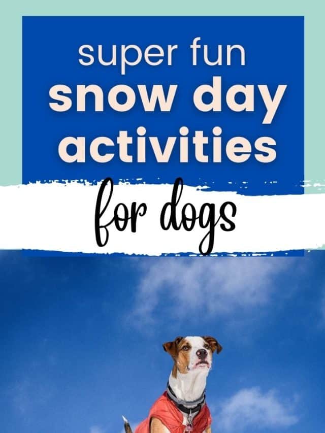 How To Keep Your Dog Entertained During Snow Days!