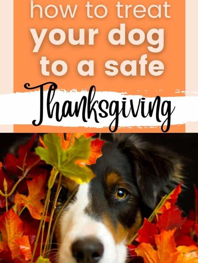 How to Treat Your Dog to A Happy Thanksgiving