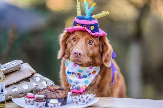 dog birthday party