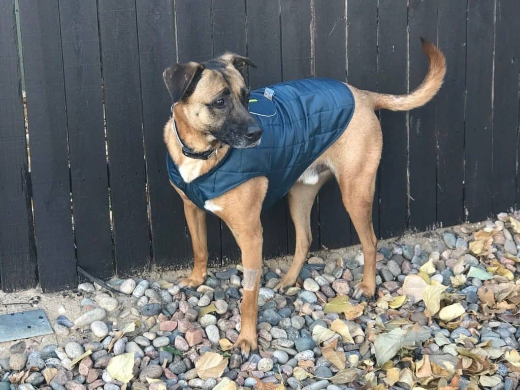 Rico Dog Jacket