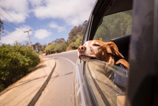 can dogs go on road trips