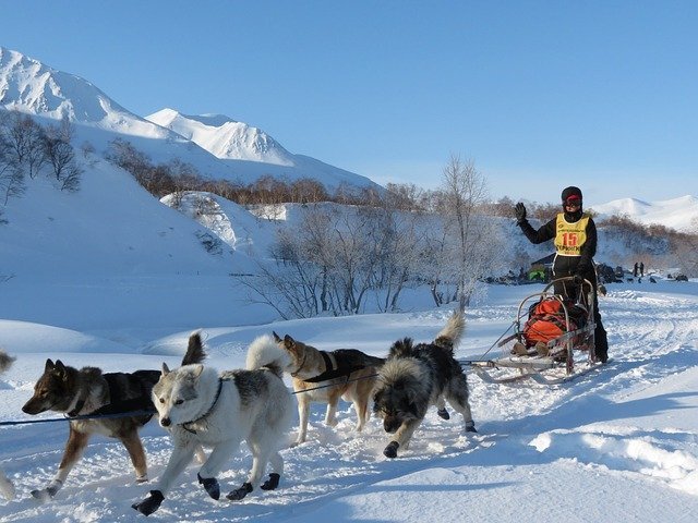 Sled dog holiday