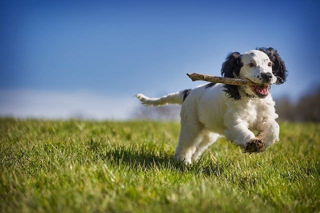 16 Fun Dog Holidays to Celebrate With Your Dog!