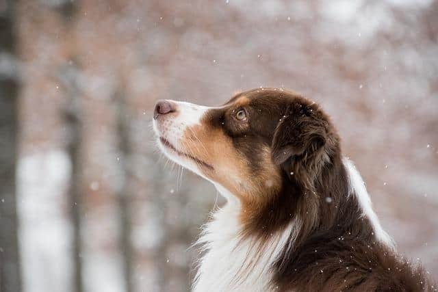 Humidifiers for dogs in winter