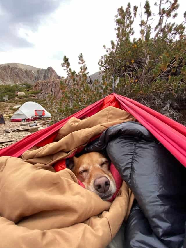 tips for camping with dogs