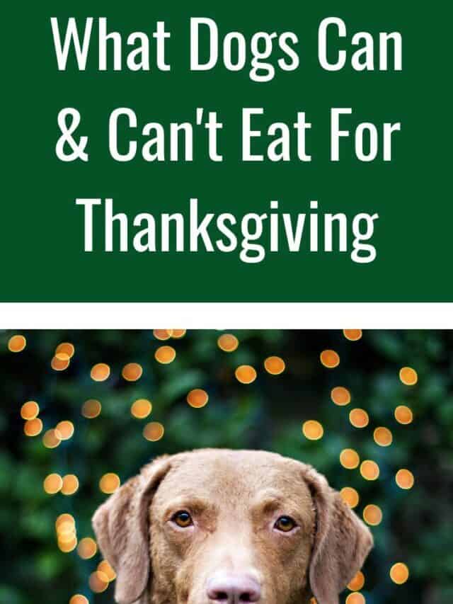 Foods Dogs Can & Can’t Eat This Thanksgiving