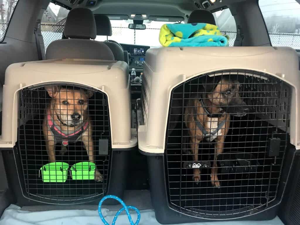 dog crates for traveling with dogs
