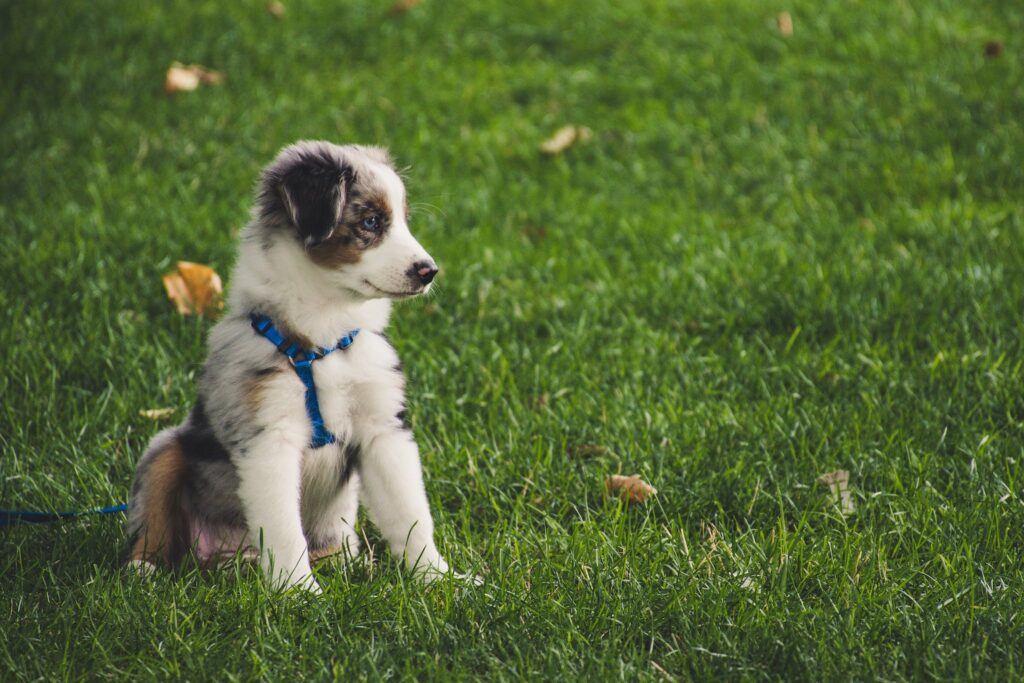 White and Gray Australian Shepherd Puppy Sitting on Grass Field - liver water for puppies