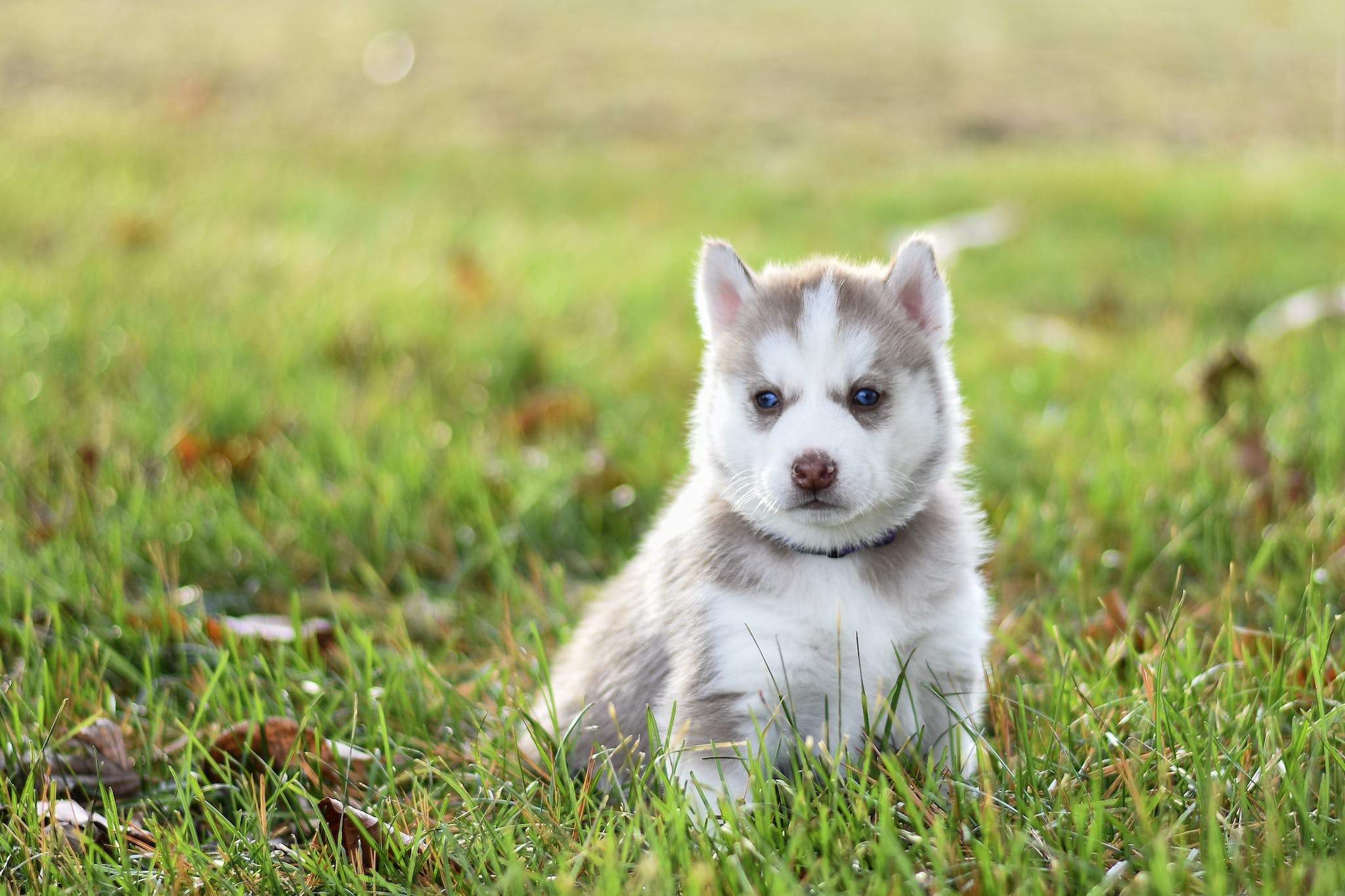 White and Gray Siberian Husky Puppy on Green Grass - make liver water for puppies